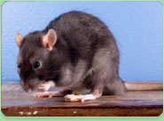 rat control Amersham